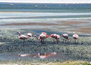 Bolivya altiplano Uyuni tuz düz yakınındaki James ve Şili flamingos Laguna Hedionda içinde bulunan
