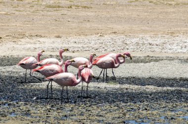 Bolivya altiplano Uyuni tuz düz yakınındaki James ve Şili flamingos Laguna Hedionda içinde bulunan
