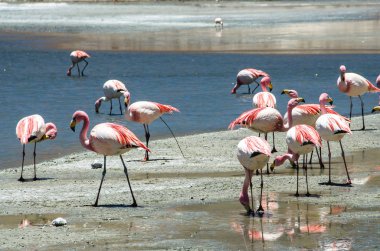 Bolivya altiplano Uyuni tuz düz yakınındaki James ve Şili flamingos Laguna Hedionda içinde bulunan