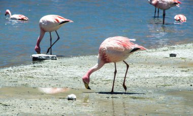 Bolivya altiplano Uyuni tuz düz yakınındaki James ve Şili flamingos Laguna Hedionda içinde bulunan