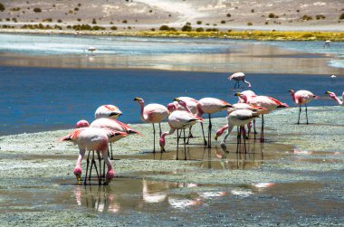 Vahşi laguna adlı ayakta flamingoları Uyuni güneş yakın: