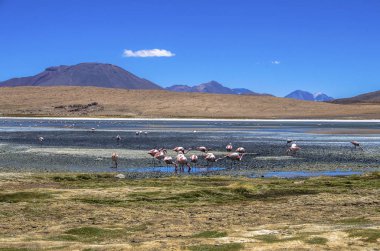 Bolivya altiplano Uyuni tuz düz yakınındaki James ve Şili flamingos Laguna Hedionda içinde bulunan