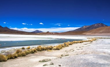 Bolivya altiplano Uyuni tuz düz yakınındaki James ve Şili flamingos Laguna Hedionda içinde bulunan
