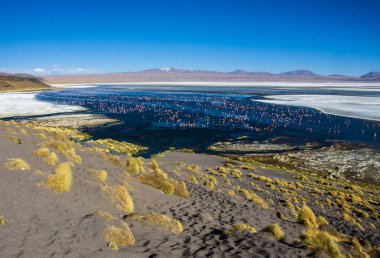 Flamingolar Laguna Colorada, Uyuni, Bolivya