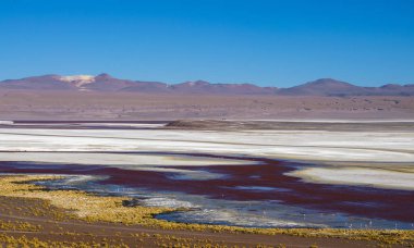 Flamingolar Laguna Colorada, Uyuni, Bolivya