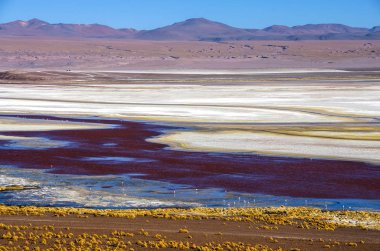 Flamingolar Laguna Colorada, Uyuni, Bolivya
