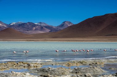 Bolivya altiplano Uyuni tuz düz yakınındaki flamingolar Laguna Hedionda içinde bulunan