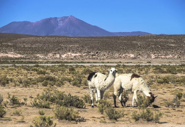 Söt lamadjur Altiplano i Bolivia, Sydamerika — Stockfoto