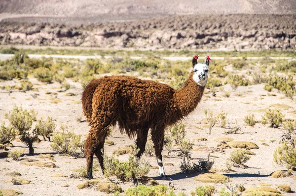 Aranyos láma határán, Bolívia, Dél-Amerika — Stock Fotó