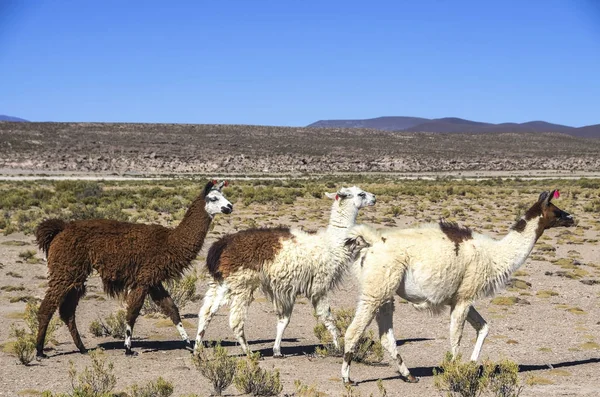 Söt lamadjur Altiplano i Bolivia, Sydamerika — Stockfoto