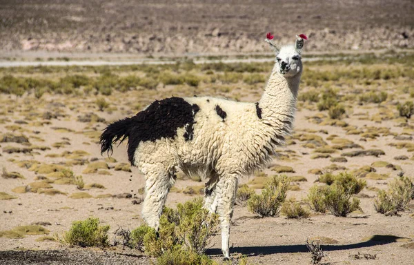 Cute llamas of Altiplano, Bolivia, South America — Stock Photo, Image