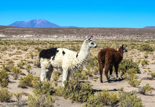 Söt lamadjur Altiplano i Bolivia, Sydamerika — Stockfoto