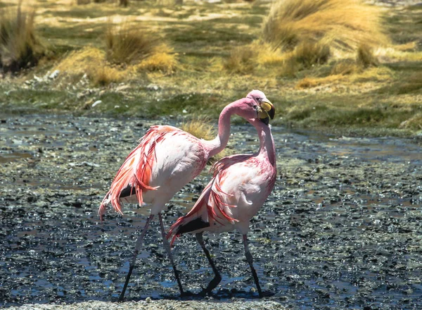 Flamingoes dancing at the wild laguna near Uyuni Solar