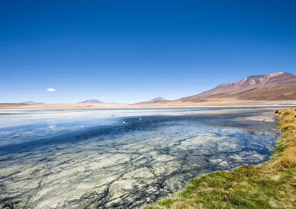 James και Χιλής φλαμίνγκο στην Laguna Hedionda βρίσκεται στη βολιβιανή altiplano κοντά του Σαλάρ Ντε Ουγιούνι — Φωτογραφία Αρχείου