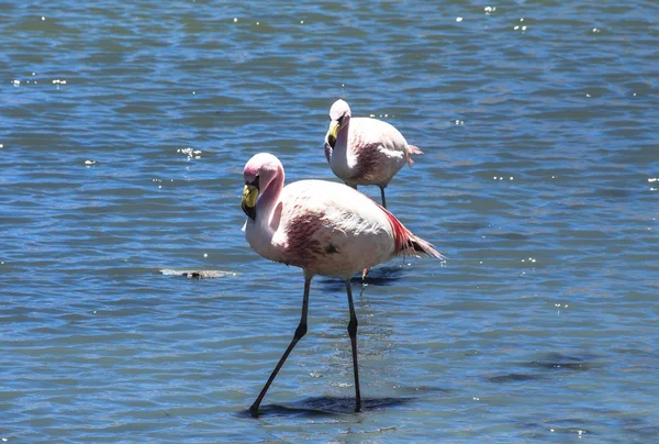 Flamingos stehen an der wilden Lagune in der Nähe von uyuni solar — Stockfoto