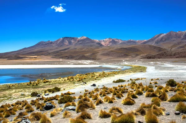 James i chilijskie flamingów w Laguna Hedionda znajduje się w boliwijskiego altiplano w pobliżu Uyuni soli płaska — Zdjęcie stockowe