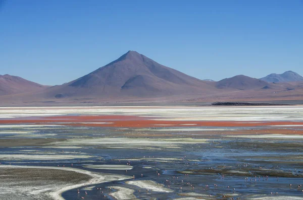 Flamingi w Laguna Colorada, Uyuni w Boliwii — Zdjęcie stockowe