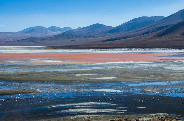 Flamingolar Laguna Colorada, Uyuni, Bolivya — Stok fotoğraf