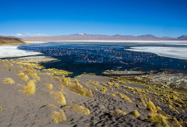 Flamingolar Laguna Colorada, Uyuni, Bolivya — Stok fotoğraf