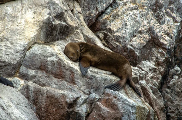 Peru Paracas Milli Parkı
