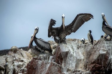 Peru Paracas Milli Parkı