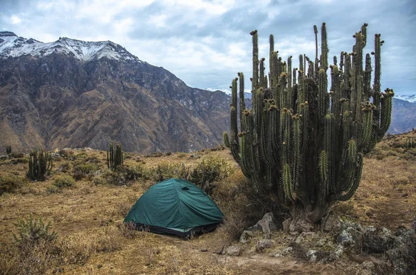 Acampar no Colca Canyon com grande cacto, Peru — Fotografia de Stock