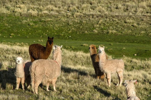 Alpaca marrom engraçado com boca cheia de grama — Fotografia de Stock