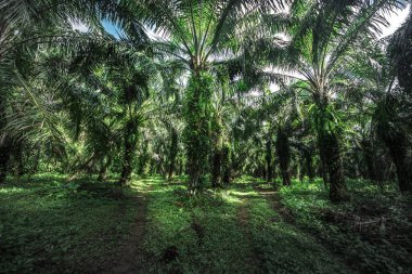 Tropik yağmur ormanları. Kosta Rika 'da orman yeşil ağacı