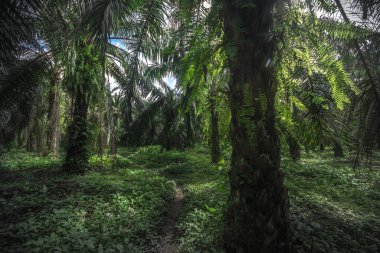 Orman ormanı ağaçları. doğa yeşil ahşap arka planlar