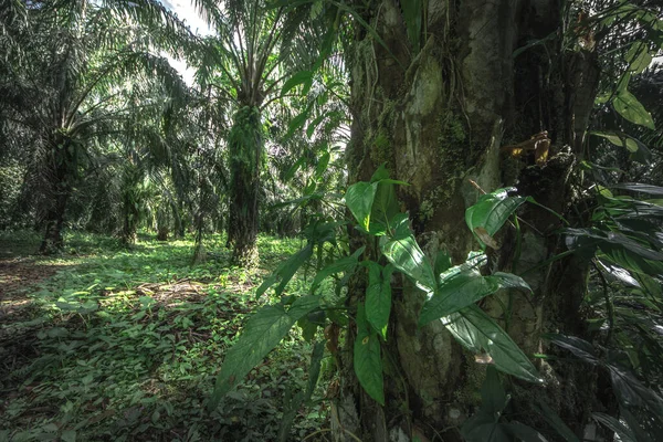 Tropical rain forest. Jungle old green tree in Costa Rica