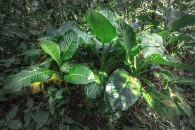 Tropik yağmur ormanları. Kosta Rika 'da orman yeşil ağacı