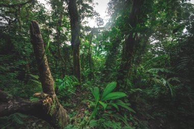 Tropik yağmur ormanları. Kosta Rika 'da orman yeşil ağacı