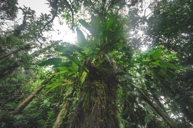 Kosta Rika 'nın yeşil arka planında, tepe örtüsüne uzanan dev bir yağmur ormanının gövdesine bakıyorum.
