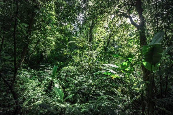 Floresta Tropical Selva Velha Árvore Verde Costa Rica — Fotografia de Stock