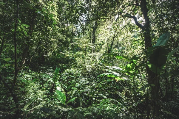 Árvores Floresta Natureza Verde Fundos Madeira — Fotografia de Stock