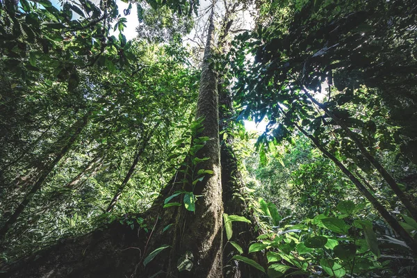 Olhando Para Tronco Uma Árvore Gigante Floresta Tropical Para Dossel — Fotografia de Stock