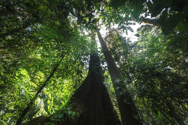 Tropical rain forest. Jungle old green tree in Costa Rica