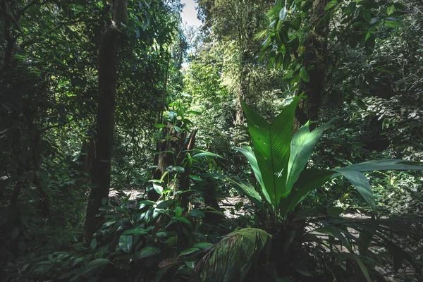 ジャングルの森だ 自然の緑の木の背景 — ストック写真