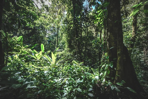 Floresta Verde Selva Uma Manhã Enevoada Costa Rica Natureza Verde — Fotografia de Stock