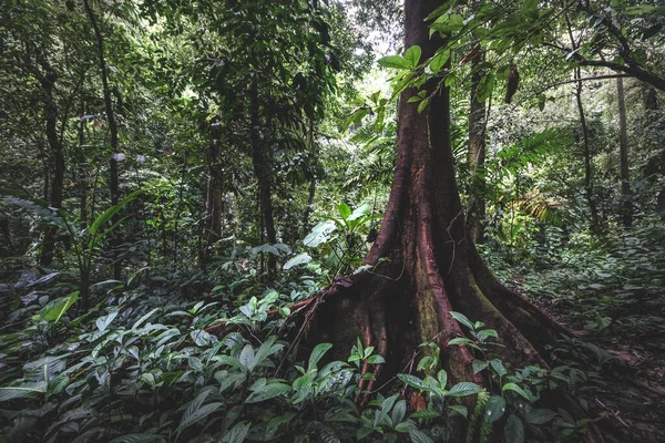 Floresta Tropical Selva Velha Árvore Verde Costa Rica — Fotografia de Stock