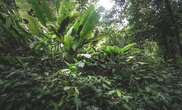 Tropical rain forest. Jungle old green tree in Costa Rica