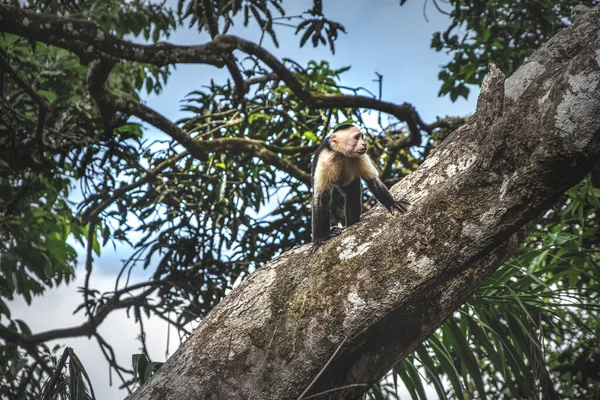 Branco Enfrentou Macaco Prego Selva Costa Rica — Fotografia de Stock