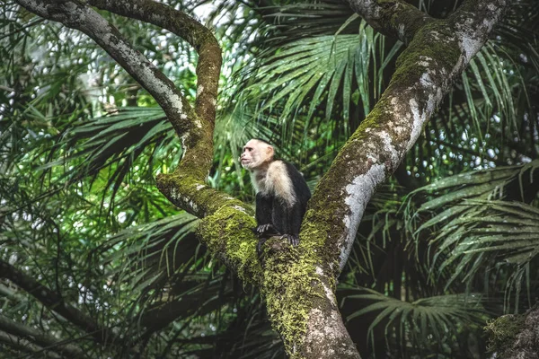 Branco Enfrentou Macaco Prego Selva Costa Rica — Fotografia de Stock