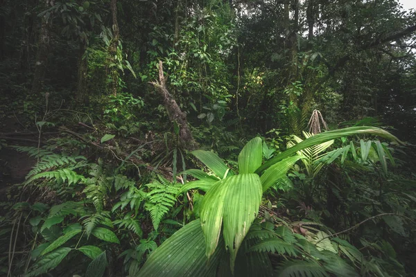 대우림 코스타리카의 연두색 — 스톡 사진