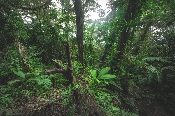 Floresta Verde Selva Uma Manhã Enevoada Costa Rica Natureza Verde — Fotografia de Stock