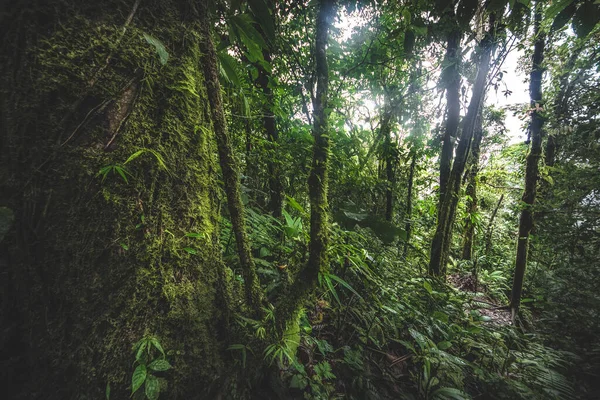Зеленый Лес Джунглей Туманное Утро Коста Рика Зеленая Природа — стоковое фото