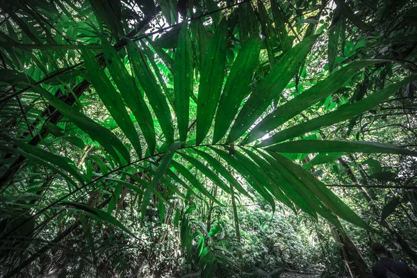 Při Pohledu Kmen Obřího Deštného Pralesa Baldachýn Zelené Pozadí Kostarika Royalty Free Stock Obrázky