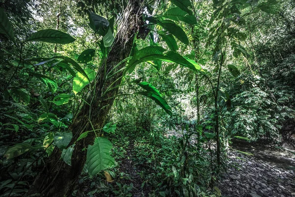 Tropický Deštný Prales Džungle Starý Zelený Strom Kostarice Stock Fotografie