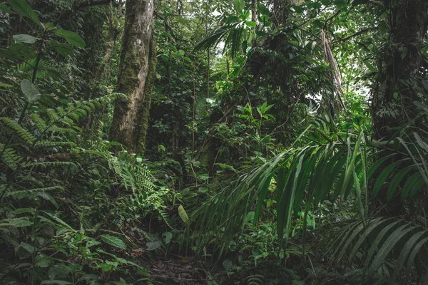 Floresta Verde Selva Uma Manhã Enevoada Costa Rica Natureza Verde Imagens De Bancos De Imagens