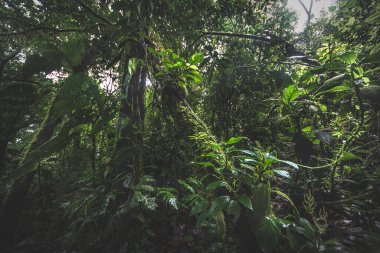 Sisli bir sabahta yeşil orman, Kosta Rika yeşil doğası.